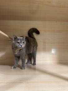 BSH Blue Cream Betina British Shorthair Female