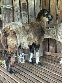 2 ekor kambing biri-biri jantan
