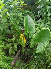 pokok keladi gajah batang hitam