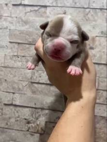 American Bully