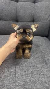 约克夏男
Yorkshire Terrier
Male
AM-1
Dob： 26-06-26