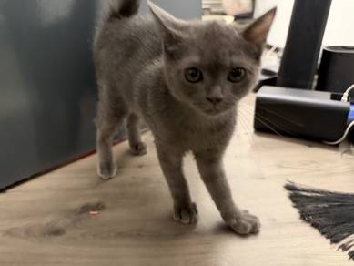 kucing