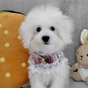 Bichon