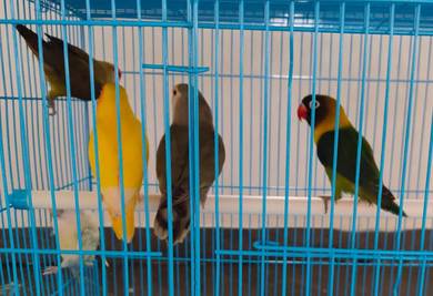 Love birds