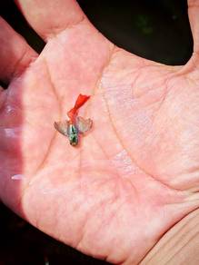 ikan guppy 