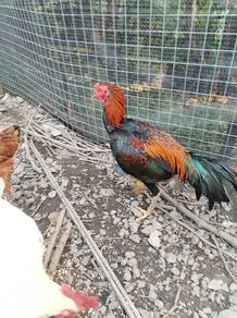 ayam siam 