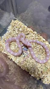 cornsnake snow female