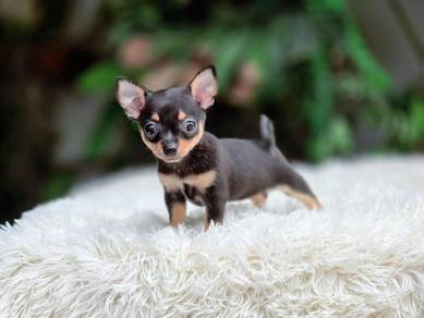 Apple head Chihuahua 