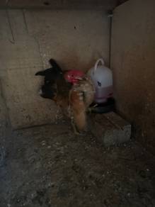 ayam serama