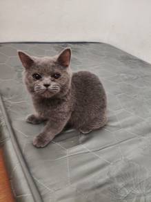 Munchkin bsh