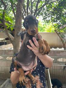 Doberman