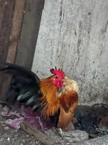 ayam serama