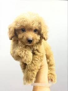 Toypoodle