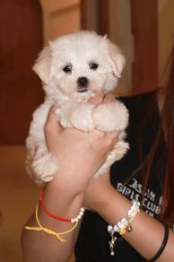 J0789 Maltese Cute White Fluffy Coat Puppy