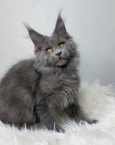 Dark Smokey Maine Coon Boy