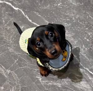 Dachshund