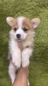 Corgi Red White Color Male n Female Puppies