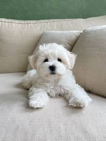 GBJ00923 Maltipoo Maltese mix Poodle baby dogs