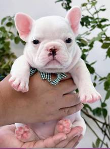 FRENCH BULLDOG PUPPIES 🌻S143 Charming Boy~Girl