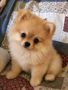 B9846 Downy Pomeranian fluff thick hair puppy Pupp