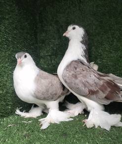 burung merpati Lahore induk 