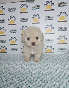 tiny poodle puppy dog