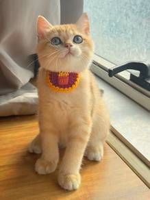 bsh golden