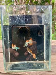 metal red lace guppy