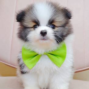 Pomeranian