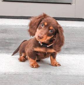 q332 #MKA Mini Dachshund Choco Tan haired puppy