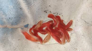 full red guppy 1pasang 