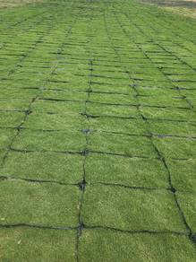 Rumput Jepun