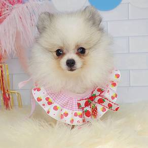 Pomeranian