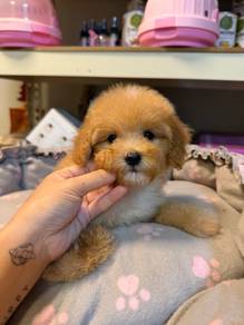 Maltipoo female