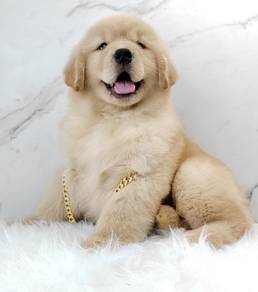 Golden Retriever