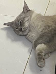persian longhair mix