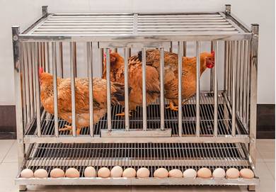Chicken Cage Fowl Coop Breeding Rumah Sangkar Ayam