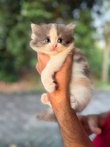 Kitten mix British longhair persian