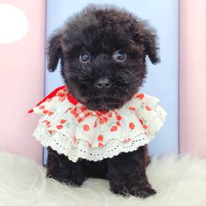 Color Black Poodle Puppy Fur16