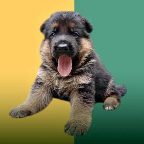 German shepherd showline GERMANY