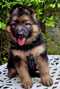GERMAN SHEPHERD PUPPIES F144 🐻 Good structure