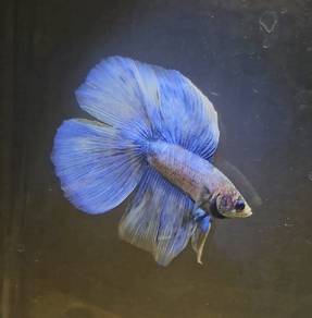 Betta Fish Ikan Laga DTHM Grizzle