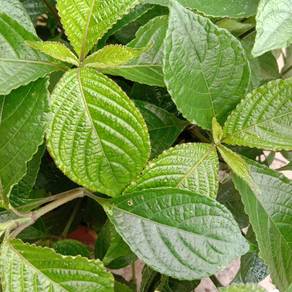 Daun pecah batu karang