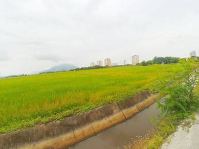 Agricultural Land in Seberang Perai, PNG