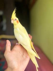burung cockatiel lutino jinak bird parrot