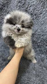 博美男
pomeranian
malae
M2