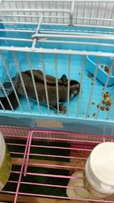 sugar glider 