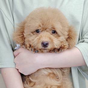 Poodle