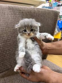 Kucing berbaka dan comel