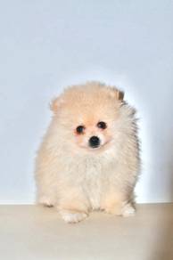 H46 Tiny Pomeranian Dog